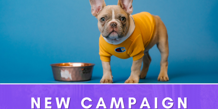 New Campaign:  Ollie Pets